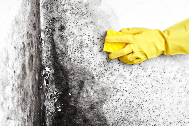 Reliable Corcoran, CA Mold Remediation Solutions