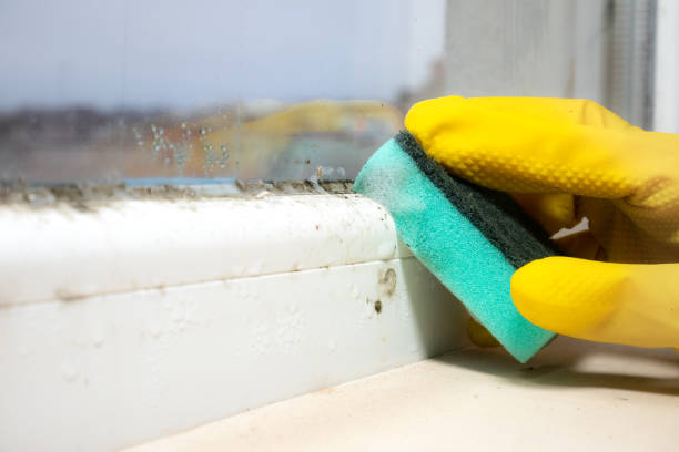 Best Preventive Mold Services in Corcoran, CA