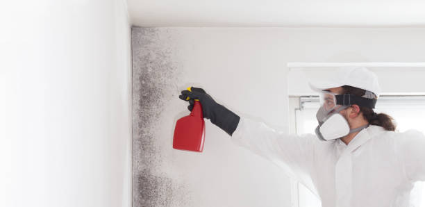 Best Basement Mold Remediation in Corcoran, CA