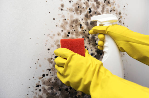 Best Attic Mold Remediation in Corcoran, CA